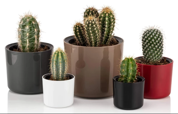 Poliwork Mimoza 7 cm Renkli Plastik Saksı - Resim 6