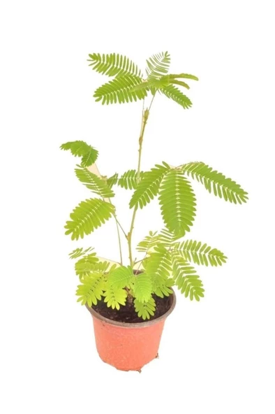 Küstüm Çiçeği Fidanı Küçük Boy 3-13 Cm Mimosa Pudica ürün görseli 1