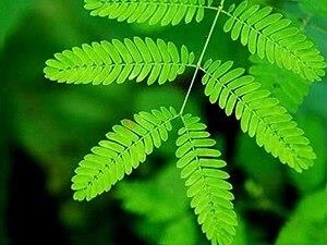 Küstüm Çiçeği Fidanı Fidesi 3-13 Cm ürün görseli 1
