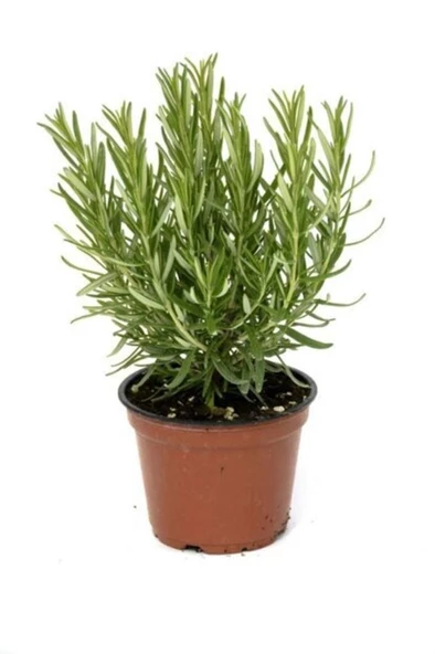 Biberiye Fidanı 10-20 cm ürün görseli 1