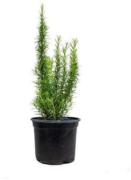 Biberiye Kuşdili Fidanı 5 Adet 20-30 Cm ürün görseli 1