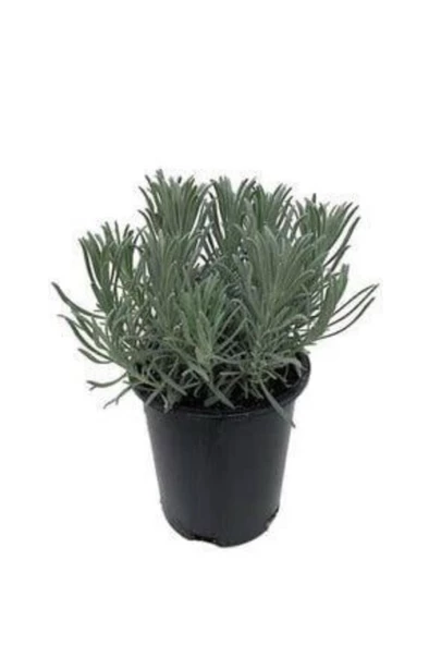 Lavanta Fidanı Angustifolia 10-20 cm ürün görseli 1