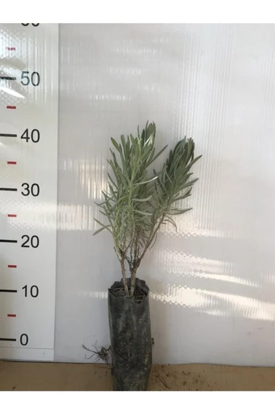 Tüplü Lavanta Fidanı 10-20 cm ürün görseli 1