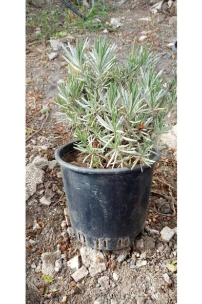Saksıda Angustifolia Lavanta Fidanı - Resim 2