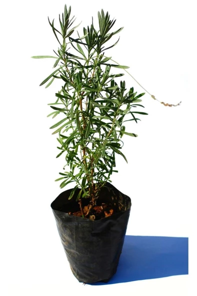 Lavanta Fidanı 1 Adet 10-20 cm ürün görseli 1