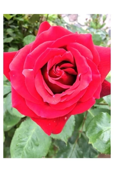 Kırmızı Gül Fidani 10-20 cm ürün görseli 1
