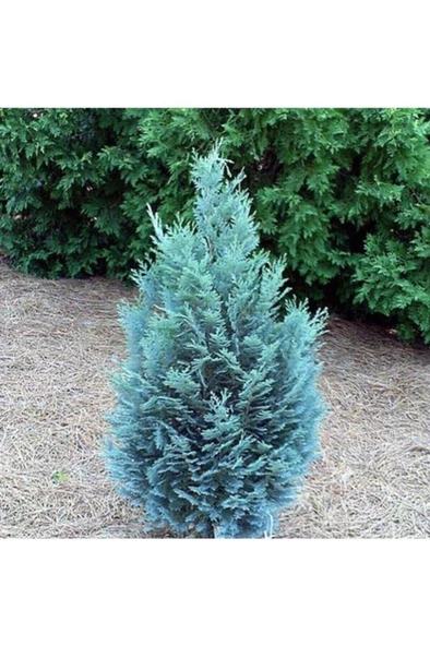 Çam Fidanı 30 40 cm Chamaecyparis Ellwoodii ürün görseli 1