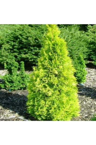 Altuni Mazı Fidanı 25-35 cm ürün görseli 1