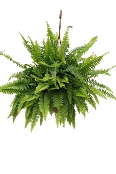 Aşk Merdiveni  Nephrolepis Aşk Merdiveni Canlı Çiçek ürün görseli 1