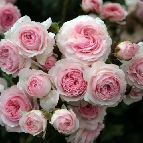 Pembe Beyaz Sarmaşık Gül Fidanı 5 Adet 15-25 cm ürün görseli 1
