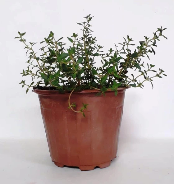 Dağ Bahçe Kekiği Fidanı 10-20 Cm 1 Adet Thymus Vulgaris ürün görseli 1