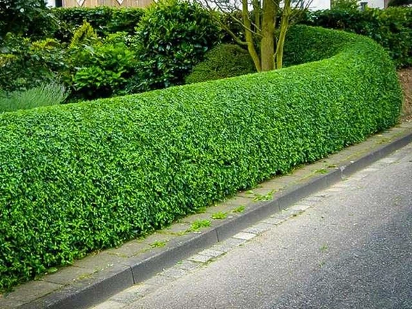 Kurtbağrı Ligustrum Bahçe Çit Set Fidanı 30 - 50 Cm ürün görseli 1
