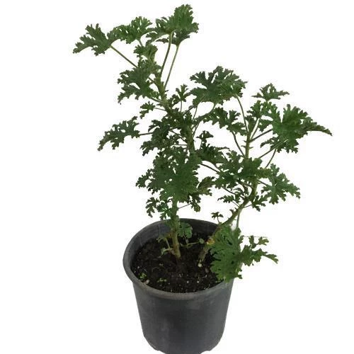 Itır Çiçeği Fidanı 10-20 cm Kokulu ürün görseli 1