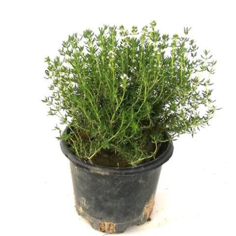 Keskin Kokulu Kekik Fidanı Potted Thyme Sapling 15-25 Cm ürün görseli 1