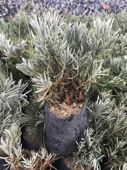 Bahçe Tipi Lavanta Fidanı 2 Adet 15-25 Cm İntermedia ürün görseli 1