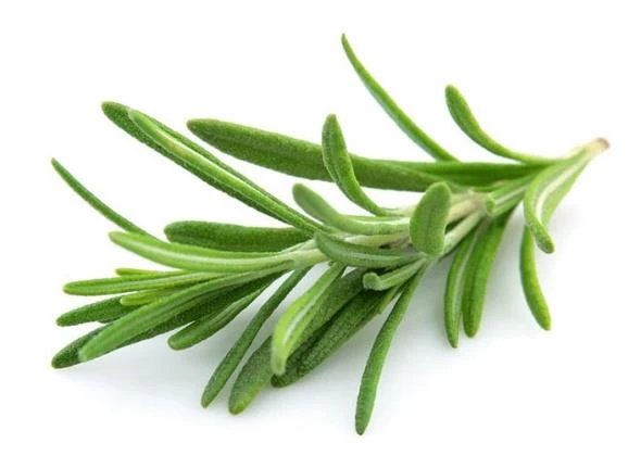 Biberiye Fidanı 3 Adet 20-30 Cm rosmarinus Officinalis N11.28702 ürün görseli 1