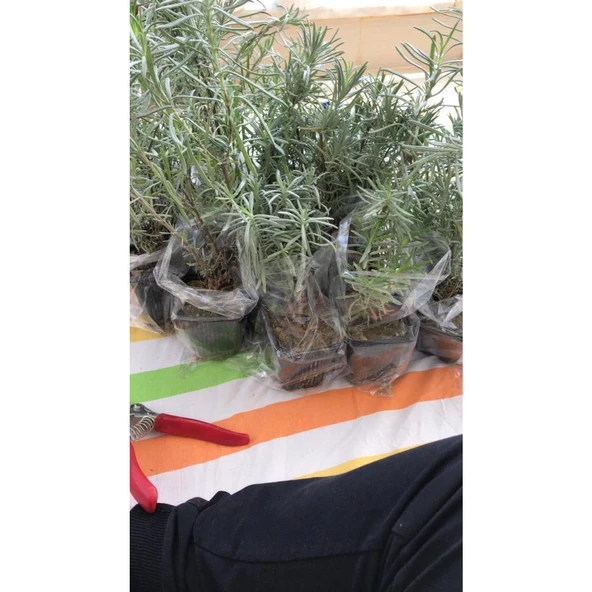 Saksı Tipi Lavanta Fidanı 5 Adet 5-15 Cm İntermedia ürün görseli 1