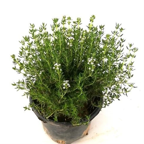 Saksılı Dağ Bahçe Kekiği Fidanı 10-20 Cm 5 Adet Thymus Vulgaris ürün görseli 1