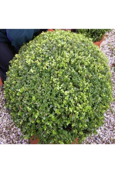 Şimşir (Buxus Sempervirens) Fidanı 20-40 Cm - Resim 2