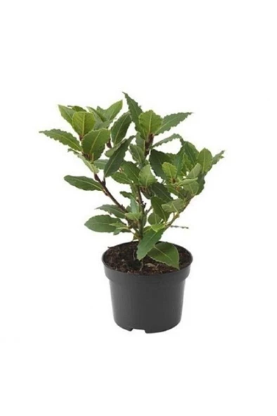 Saksıda Laurus Nobilis Defne Fidanı 25-35 Cm ürün görseli 1