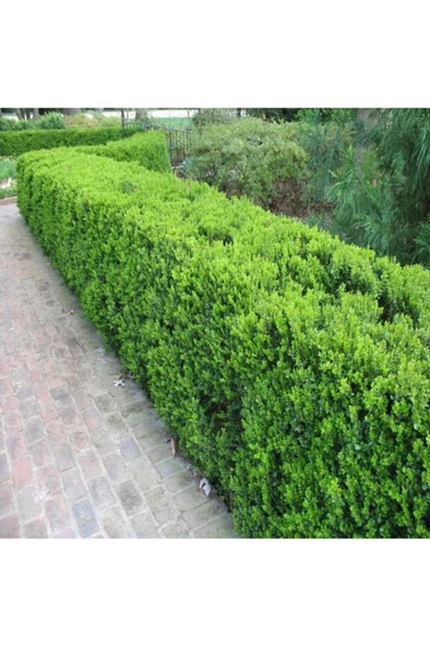 Şimşir (Buxus Sempervirens) Fidanı 20-40 Cm ürün görseli 1