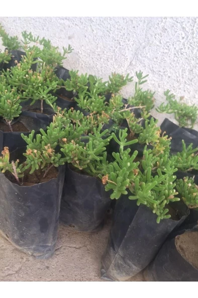 Acem Halısı Fidanı 2 Adet 10-20 cm ürün görseli 1