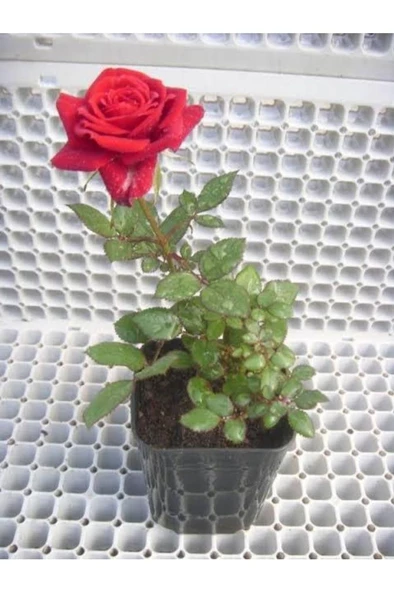 Kırmızı Gül Fidanı 20-30 Cm ürün görseli 1