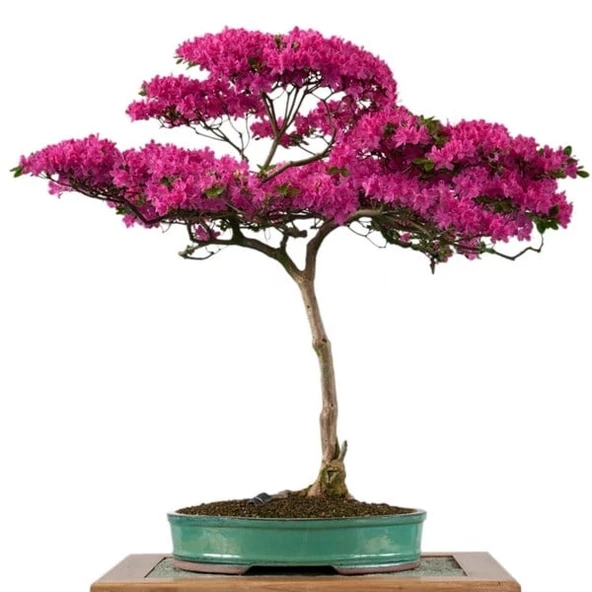 Gül Bonsai Ağacı - Kanvas Tablo ürün görseli 1