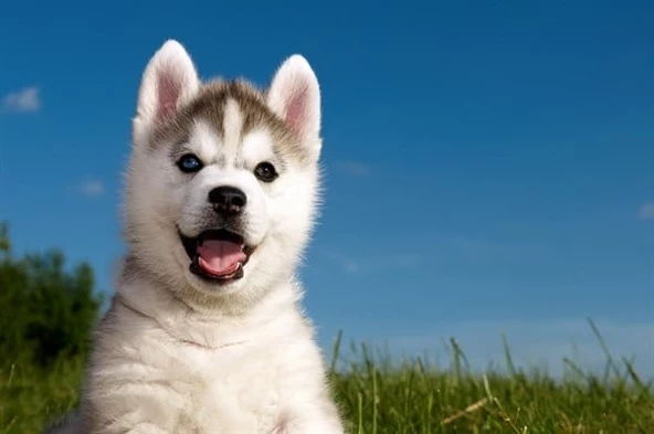 Husky Yavrusu - Kanvas Tablo ürün görseli 1