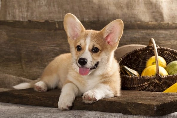 Meyve Sepeti ve Köpek - Kanvas Tablo ürün görseli 1