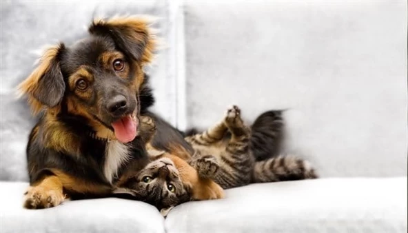 Kedi Köpek Dostluğu - Kanvas Tablo ürün görseli 1