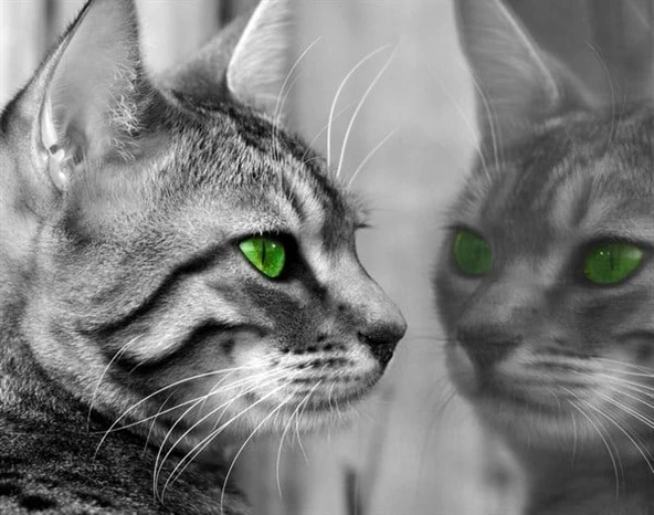 Yeşil Gözlü Kedi - Kanvas Tablo ürün görseli 1