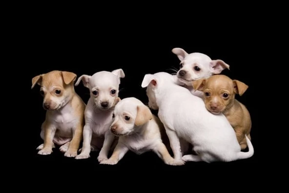 Köpek Yavruları - Kanvas Tablo - Resim 2