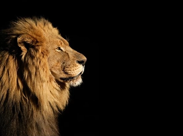 Aslan (Yan Profil) - Kanvas Tablo - Resim 2