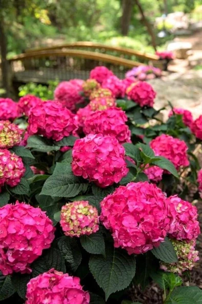 Tatlı Pembe Canlı Ortanca Çiçeği Fidanı 10-20 cm ürün görseli 1