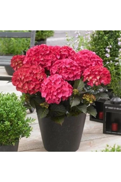 Pembe Renk Ortanca Çiçeği Fidanı 10-20 cm ürün görseli 1