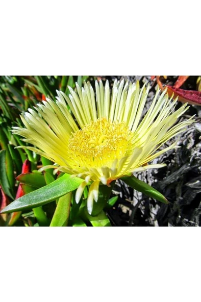 Kaz Ayağı Çiçeği Yer Örtücü Bitki 2 Adet (carpobrotus Acinaciformis) ürün görseli 1
