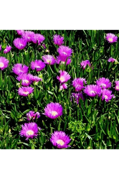Pembe Çiçek Kaz Ayağı Çiçeği Fidanı 10-20 cm ürün görseli 1