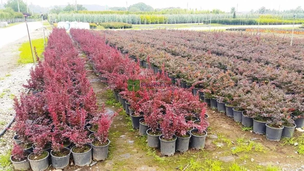 Berberis Fidanı 20-40 cm - Resim 3