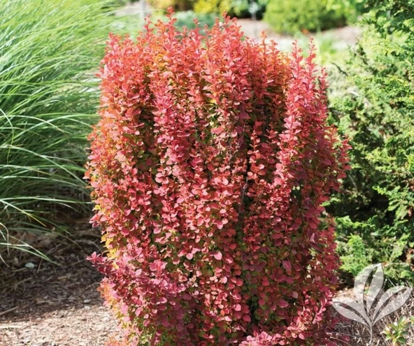 Berberis Fidanı 20-40 cm - Resim 5
