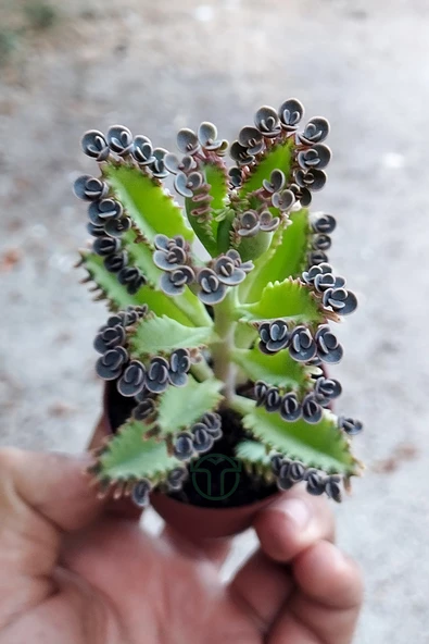 Binlerin anası gri aşkın gözyaşları çiçeği özel tür Kalanchoe Daigremontiana 5.5 cm saksıda ürün görseli 1