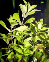 Trichocoronis rivularis 1 Kök CANLI BTKSİ thumbnail 1