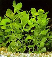 Trichocoronis rivularis 1 Kök CANLI BTKSİ thumbnail 2