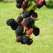 Tüplü Boysenberry Böğürtlen Fidanı thumbnail 6