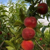 Tüplü Carselet Şeftali Fidanı thumbnail 1