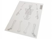 Hayal İskelet Modeli - Demonte - 10 Paket thumbnail 2
