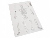 Hayal İskelet Modeli - Demonte - 10 Paket thumbnail 3