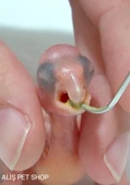 PSİTTACUS GRANIVOROUS CROP MILK 500 gr thumbnail 2