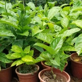 PASİFLORA EDULİS Çarkıfelek Fidanı +15 cm thumbnail 2