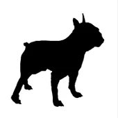 KÖPEK FOLYO STİCKER DERSTV878 thumbnail 1